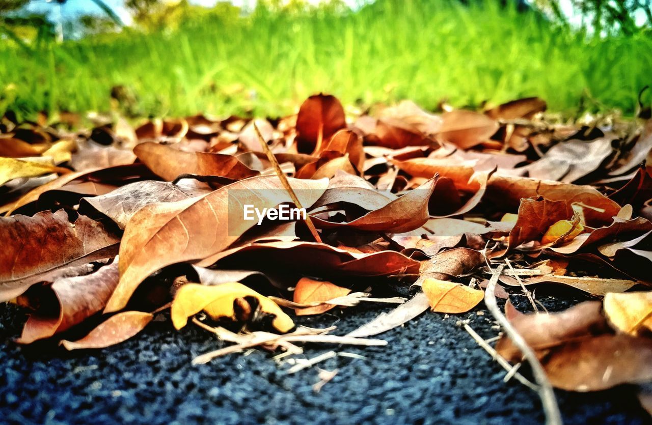 Close-up of dry autumn leaves on field