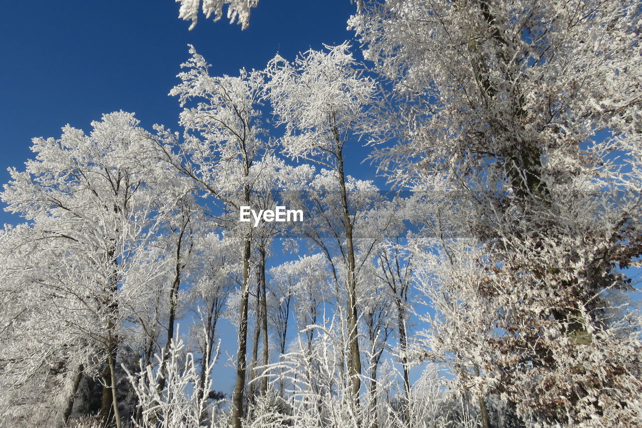 Low angle view of snow covered trees against blue sky