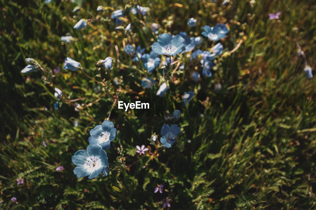 Close-up of white flowering plants