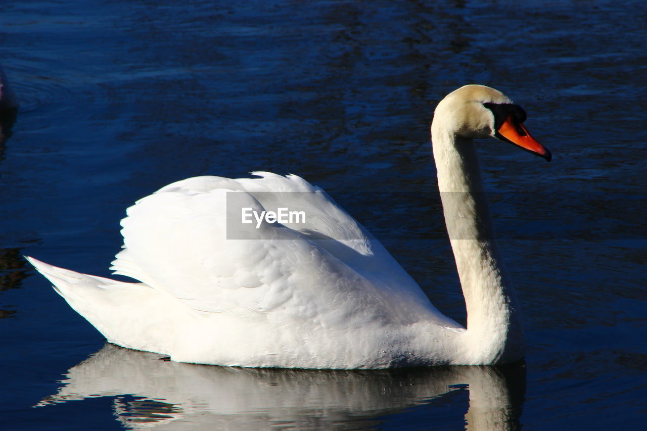 SWAN SWIMMING IN LAKE