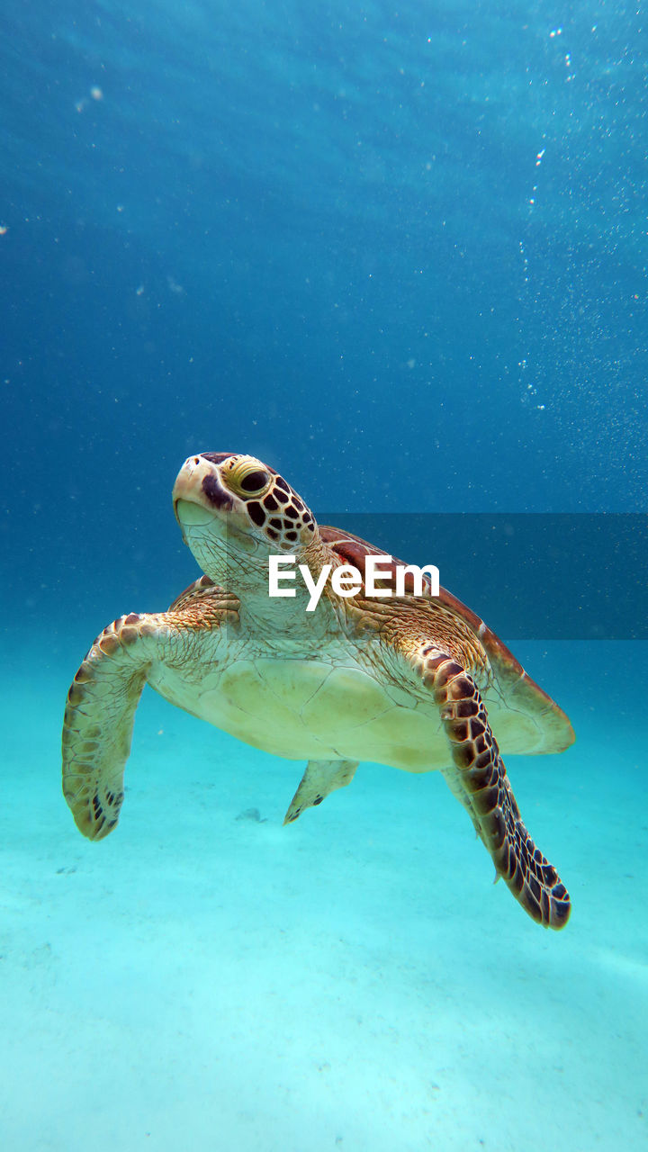 Close-up of turtle swimming in sea