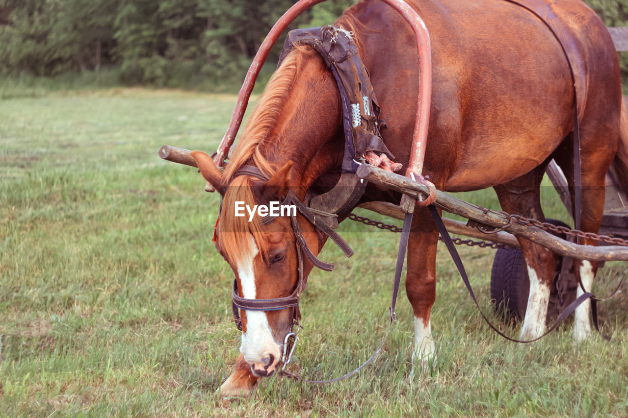 A beautiful red horse peacefully grazes in a vibrant meadow during the spring season. the portrait 