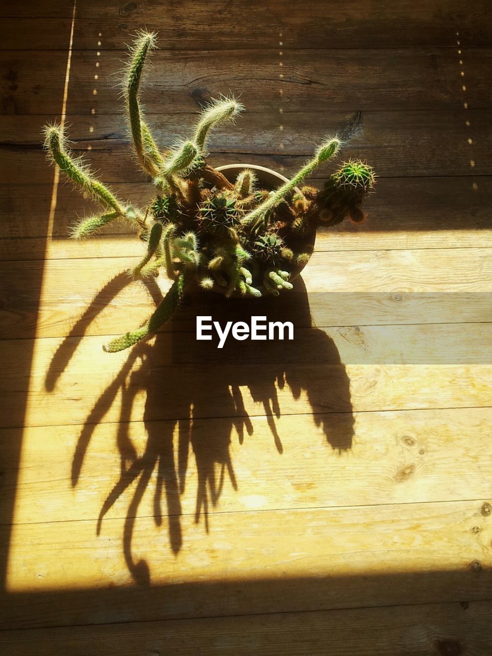 Close-up high angle view of pot plant