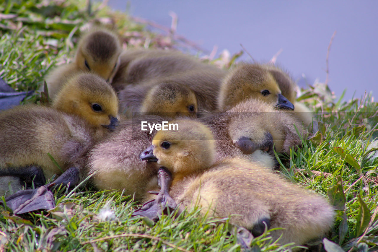 Close-up of gosling's on field