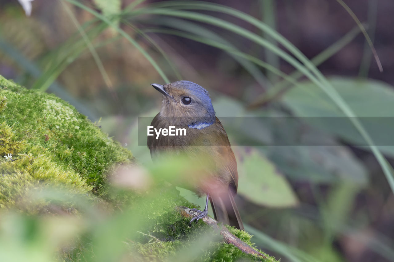 CLOSE-UP OF BIRD PERCHING