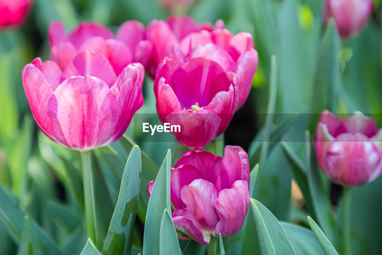 CLOSE-UP OF PINK TULIP TULIPS