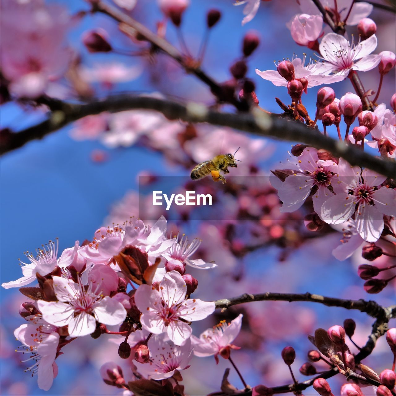 Close-up of pink plum blossoms in spring