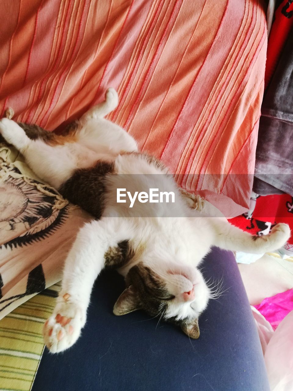 HIGH ANGLE VIEW OF CAT SLEEPING ON BLANKET