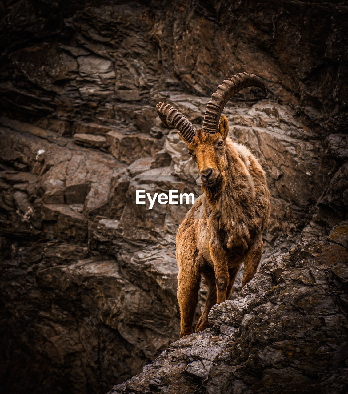 Deer standing on rock