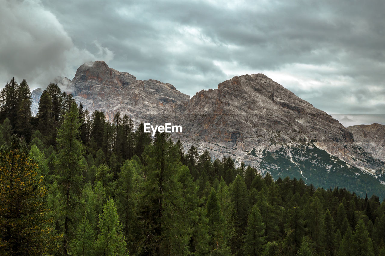 Forest and dolomite alps during a cloudy day, trentino, italy