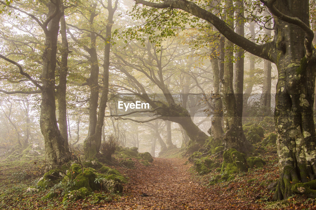 Pathway with fog in the enchanted forest