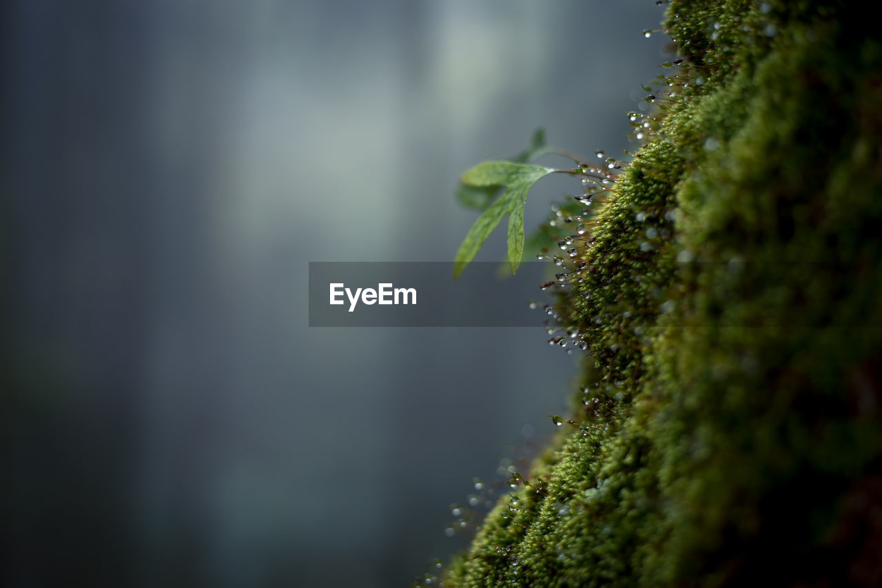 Selective focus dew and green moss on pine trunks see the wet in the rainy season in the humid 