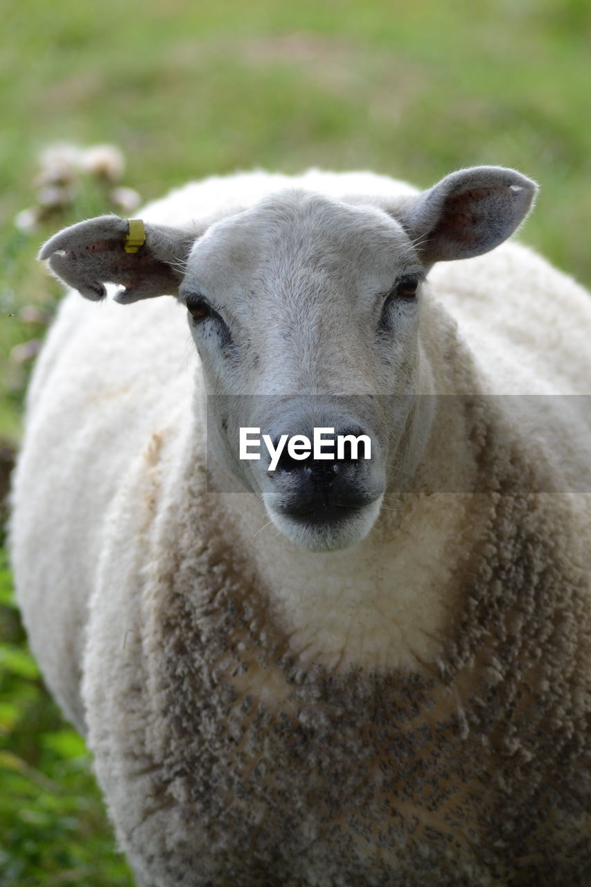 Close-up portrait of a sheep