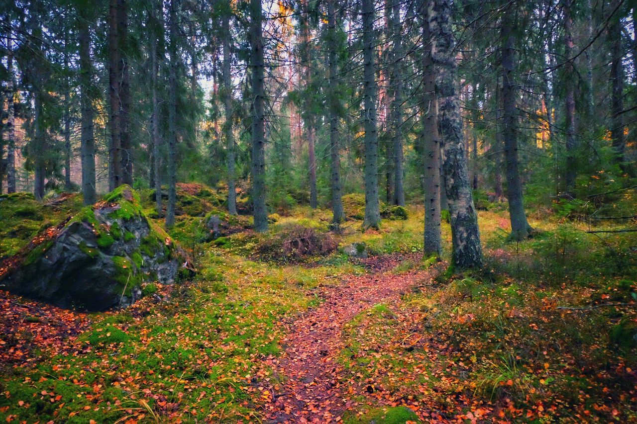 TREES IN THE FOREST