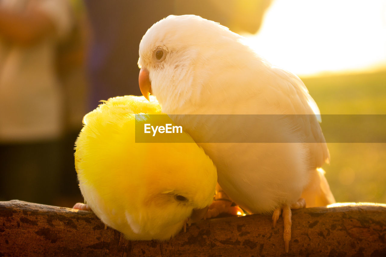 Close-up of a bird couple