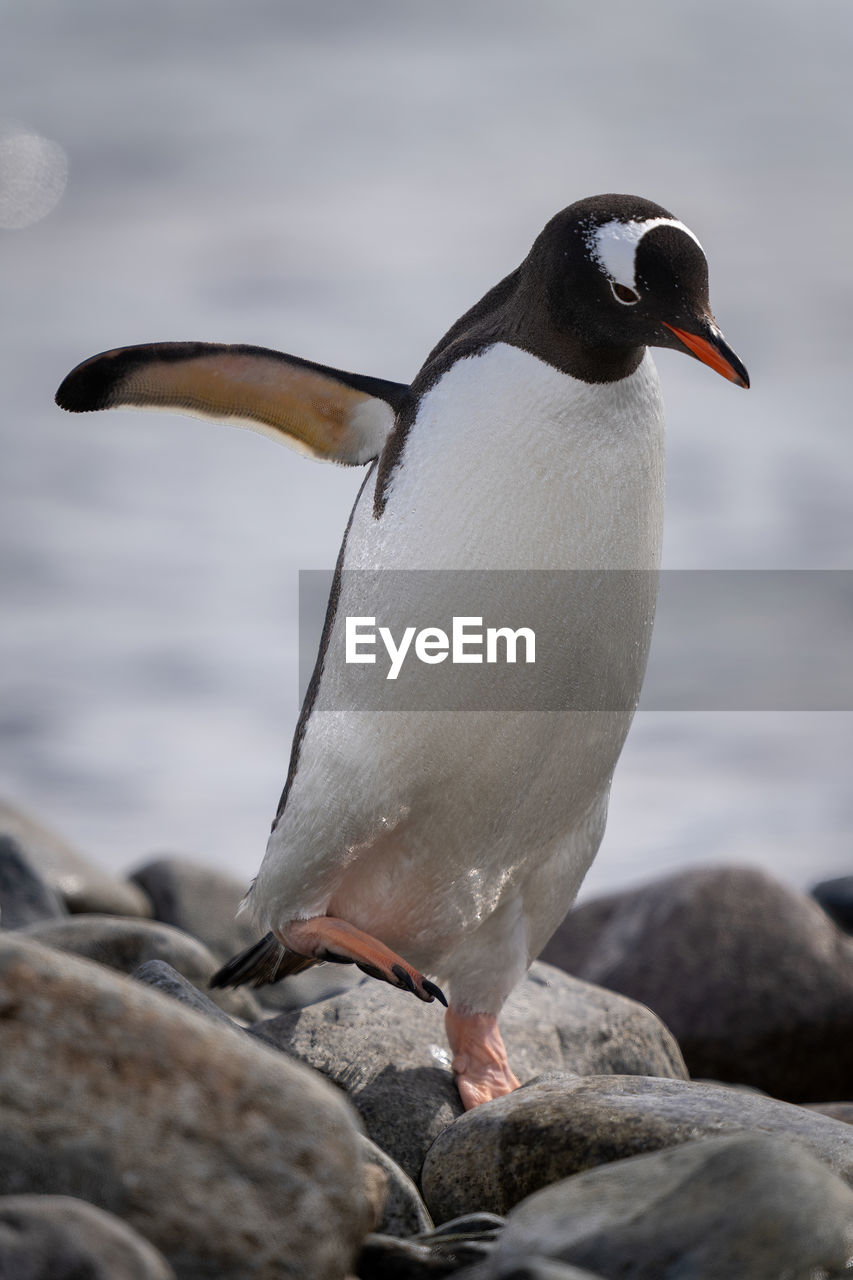 Gentoo penguin crosses shingle with flipper extended