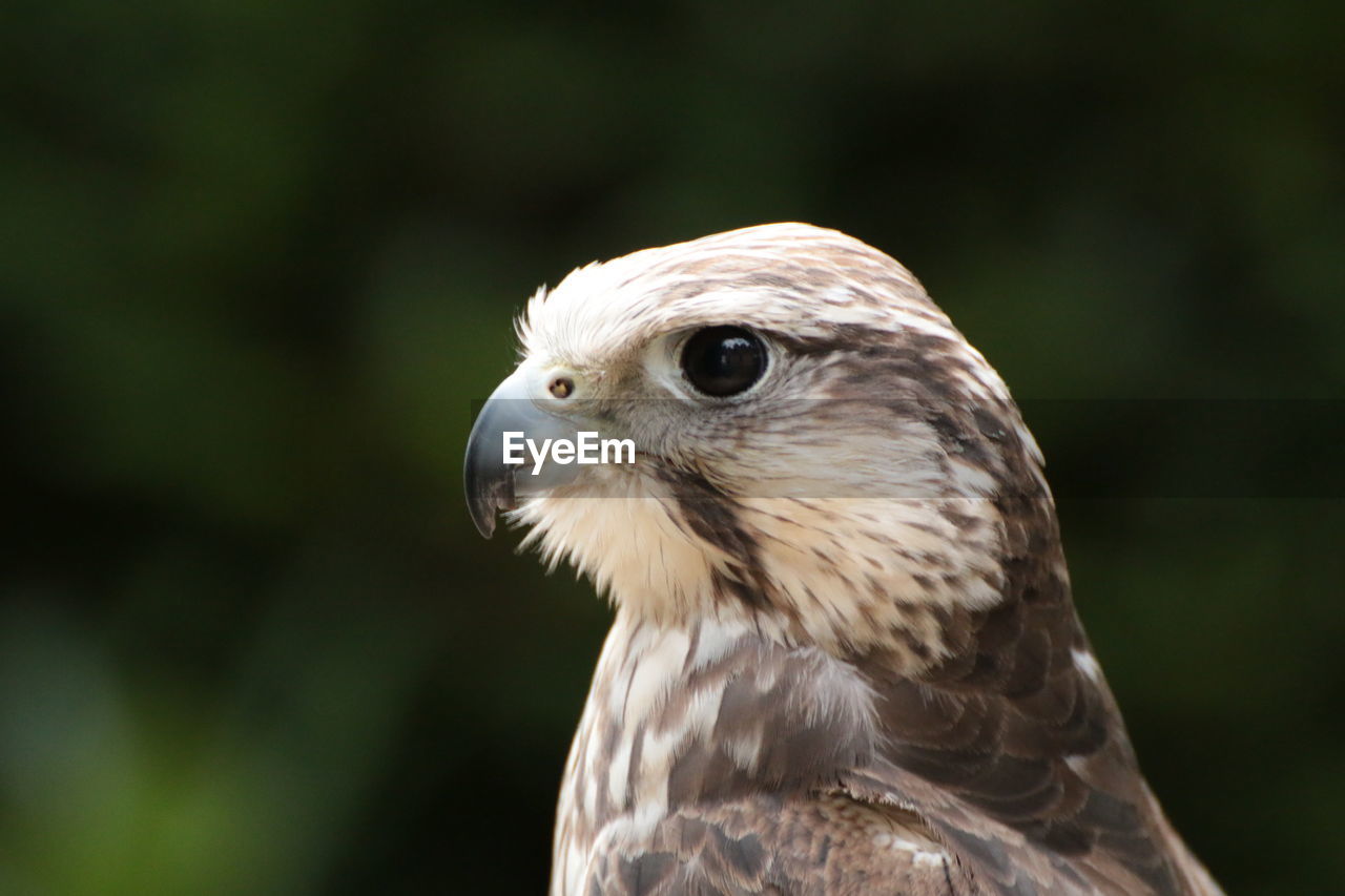 animal themes, animal, bird, animal wildlife, one animal, wildlife, bird of prey, beak, hawk, animal body part, falcon, close-up, portrait, nature, focus on foreground, feather, buzzard, animal head, no people, eagle, wing, looking, brown, outdoors, falcon - bird