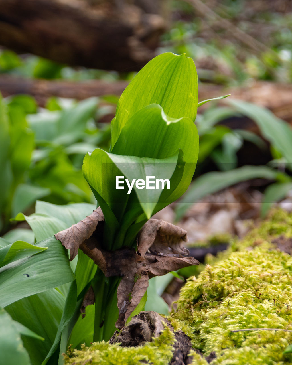 CLOSE-UP OF GREEN FLOWERING PLANT