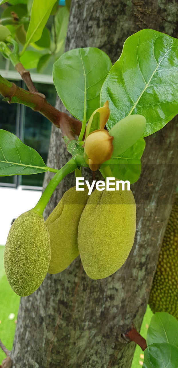 Close-up of fruits on tree