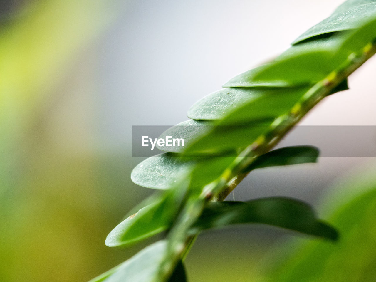 CLOSE-UP OF PLANT