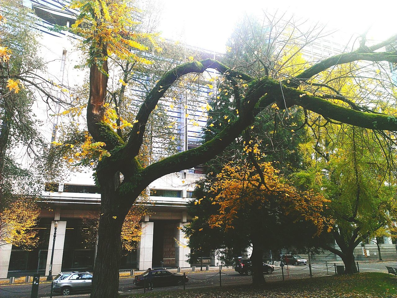 LOW ANGLE VIEW OF TREES