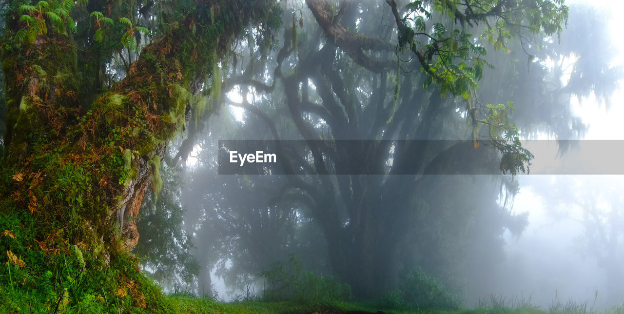 SCENIC VIEW OF FOREST DURING FOGGY WEATHER