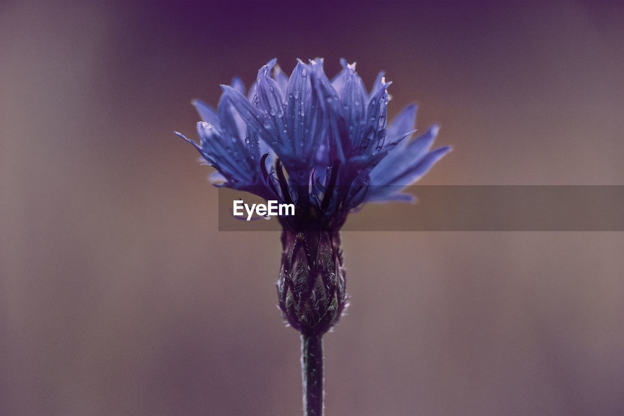 Close-up of purple flower