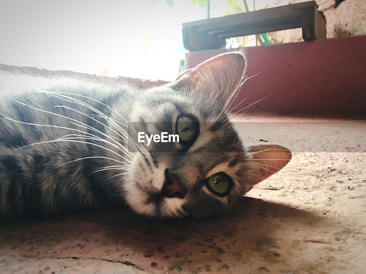 PORTRAIT OF CAT LYING ON FLOOR