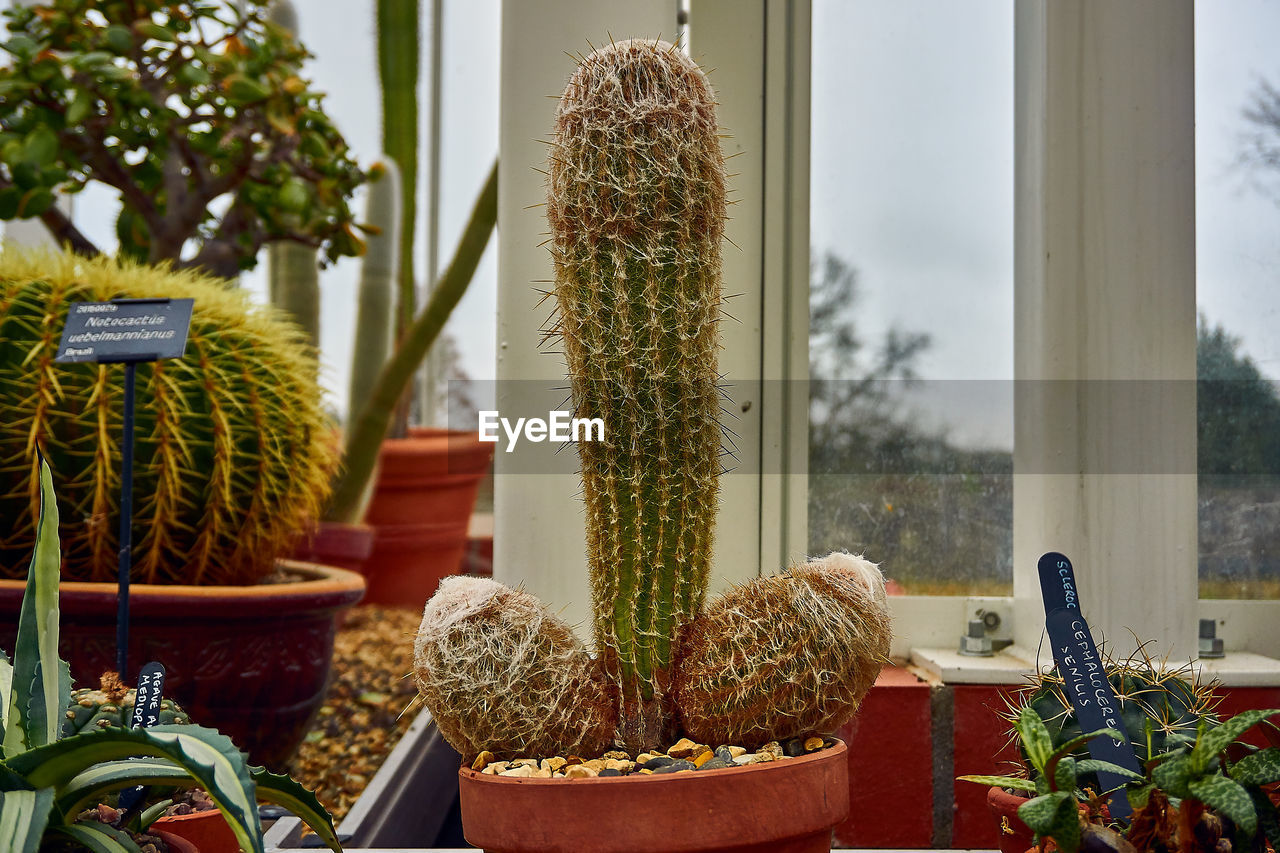 CLOSE-UP OF POTTED CACTUS PLANTS