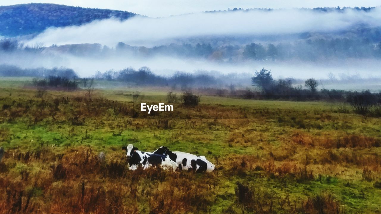 Cows relaxing on grassy field during foggy weather