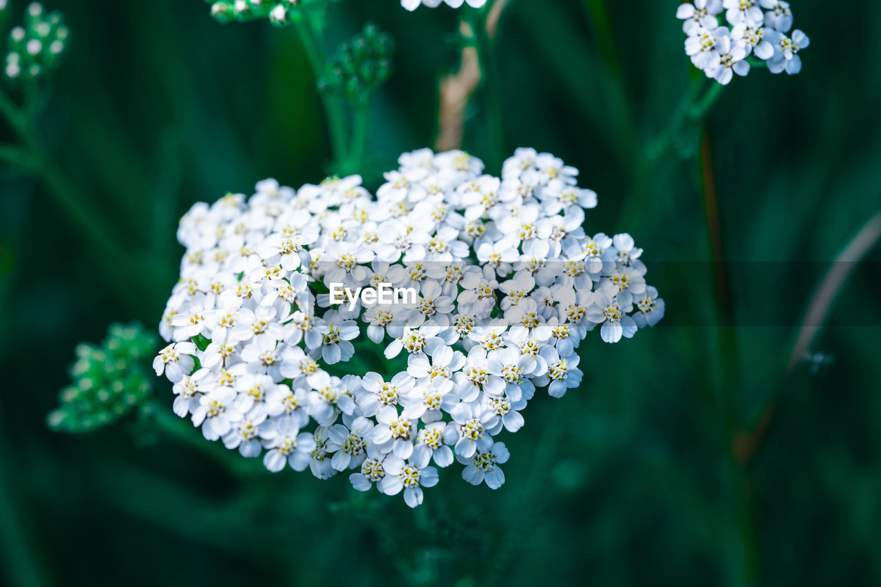 Close-up of white flowering plant in park