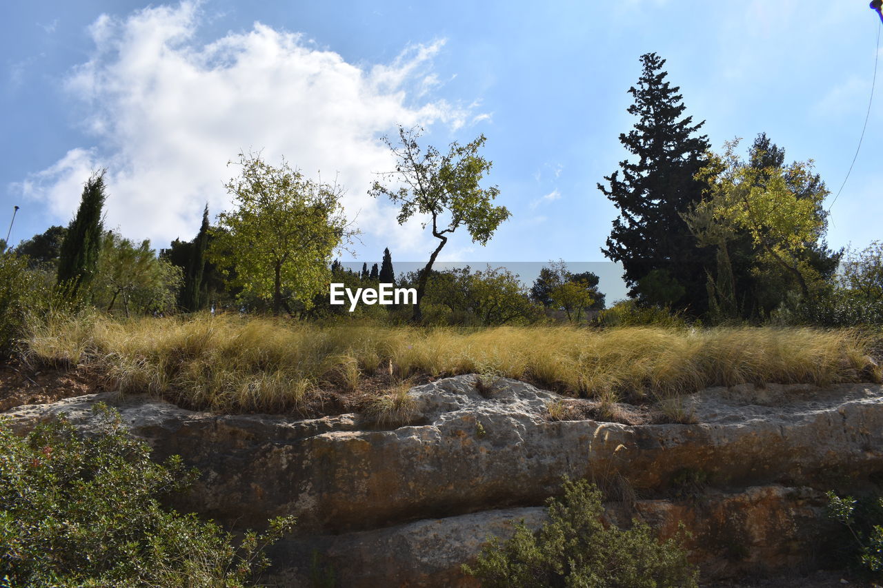 VIEW OF TREES ON LANDSCAPE