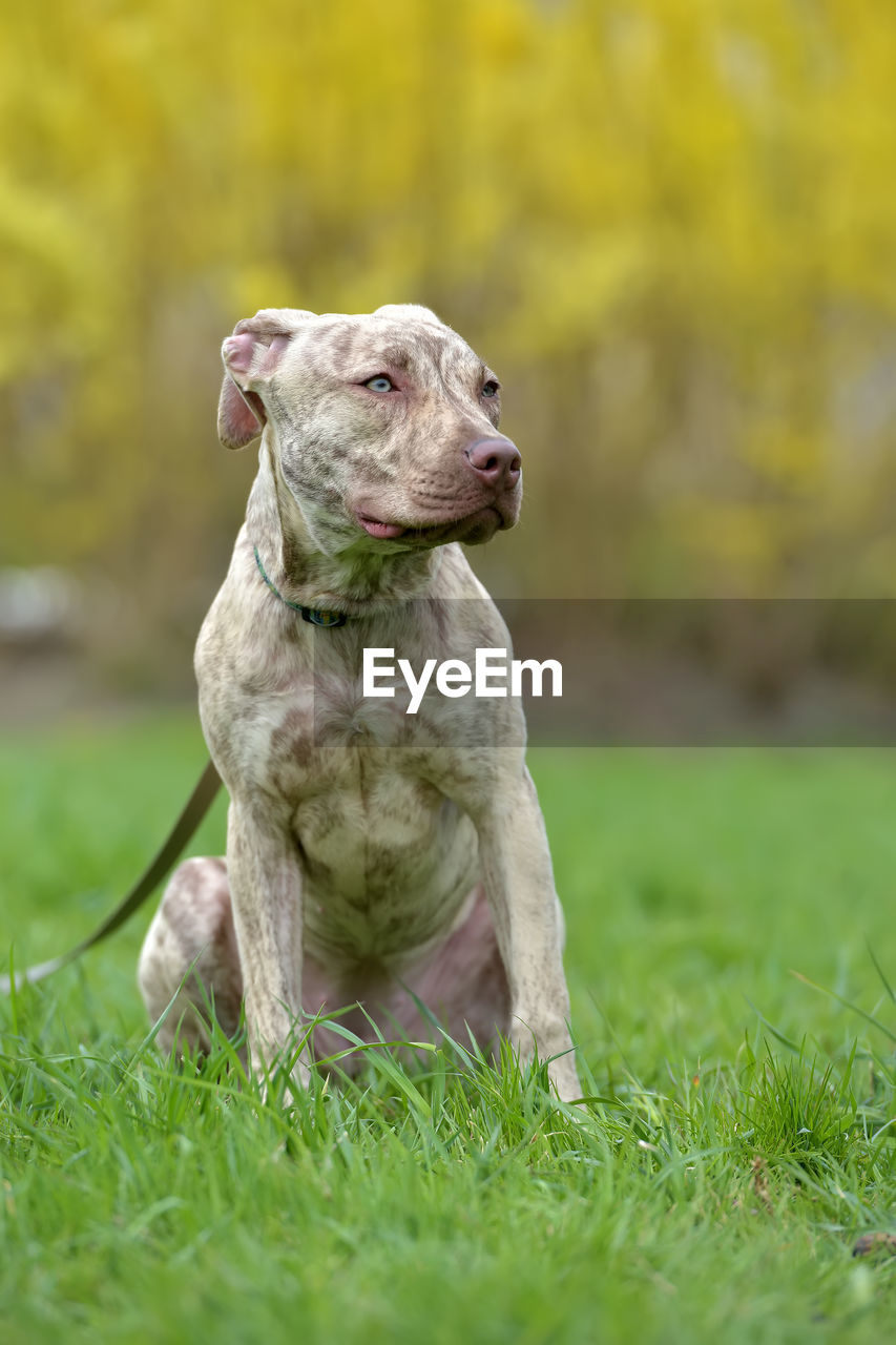 DOG LOOKING AWAY ON LAND