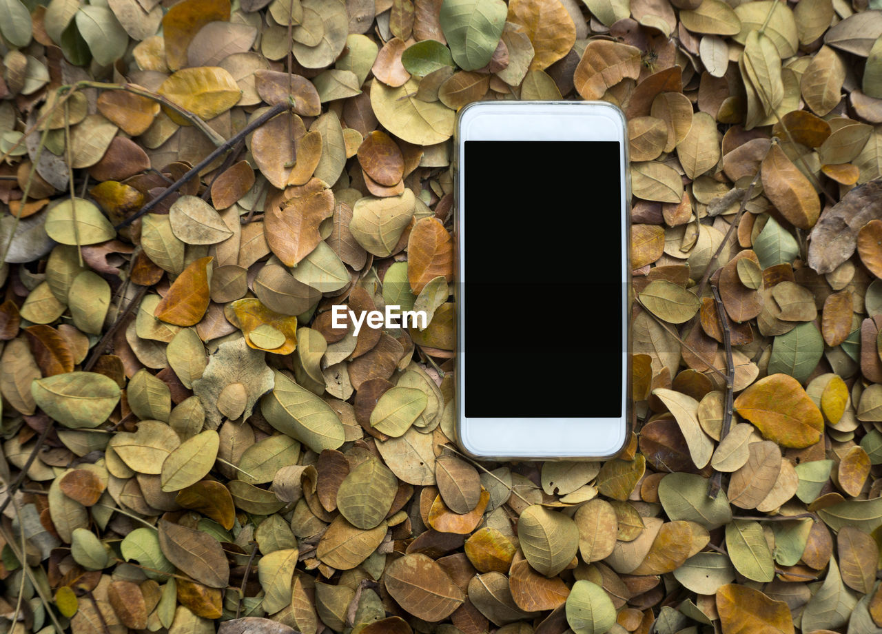 Directly above view of mobile phone on leaves covered field