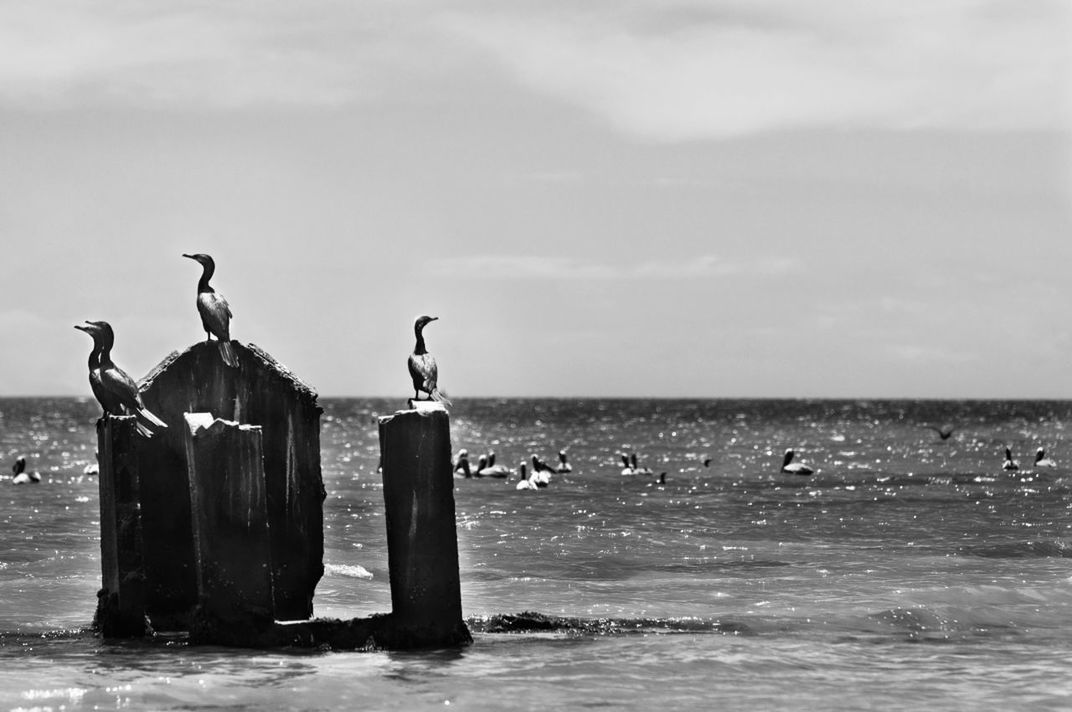 Birds on poles against calm sea