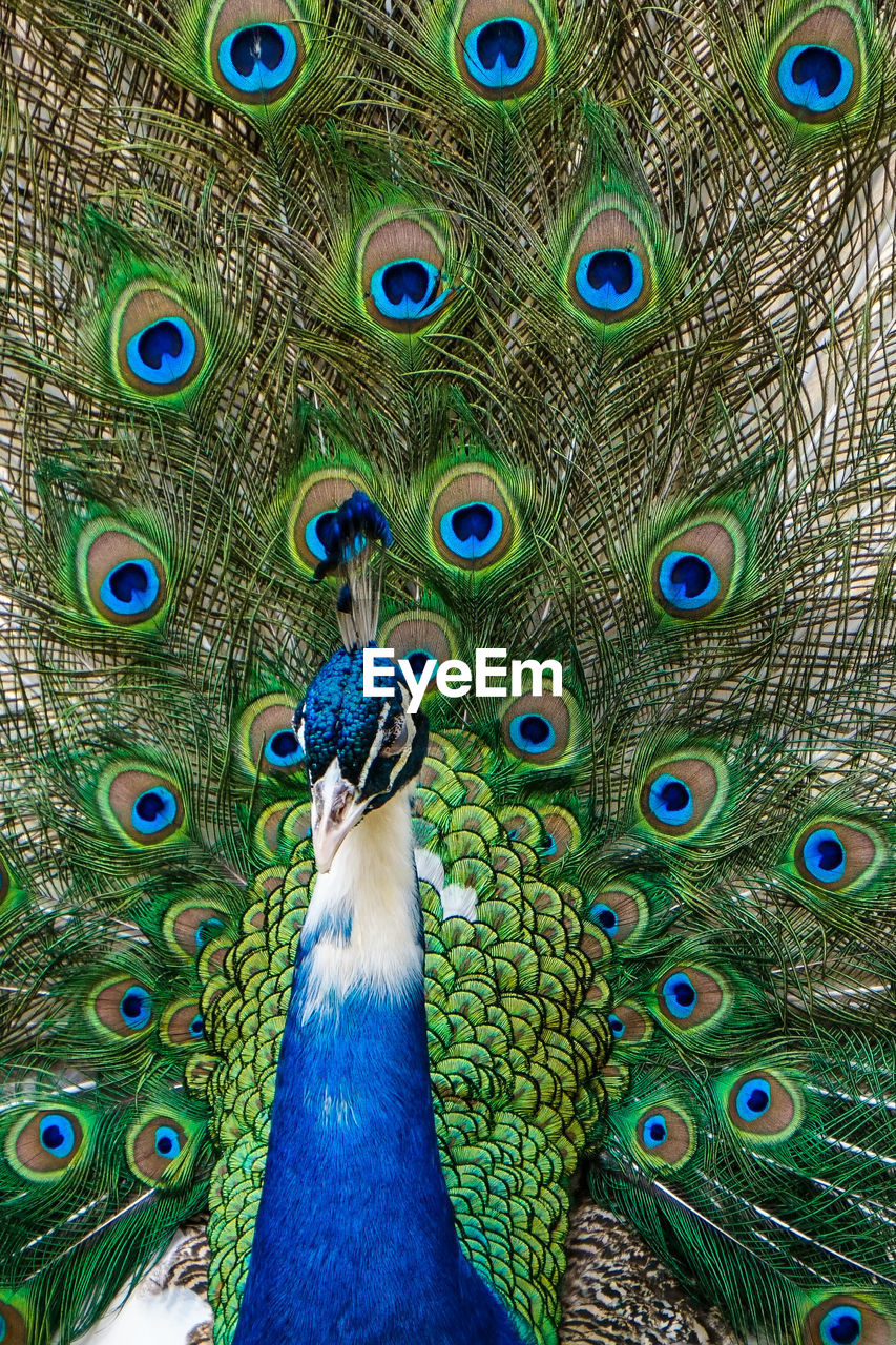 Close-up of peacock