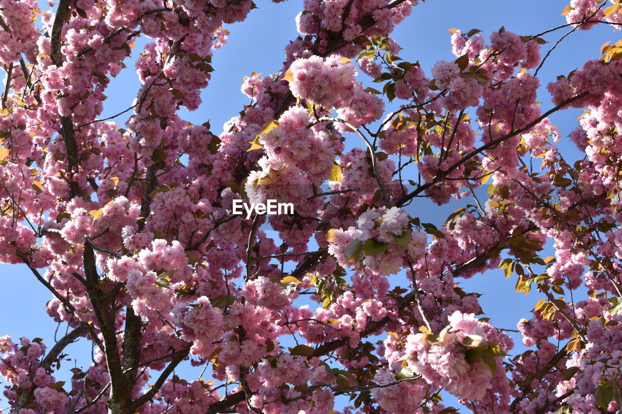 Low angle view of cherry blossoms against sky