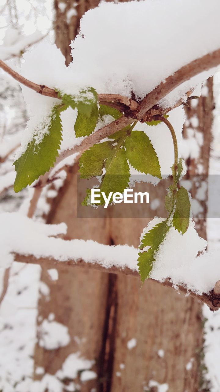 CLOSE-UP OF SNOW ON PLANT DURING WINTER