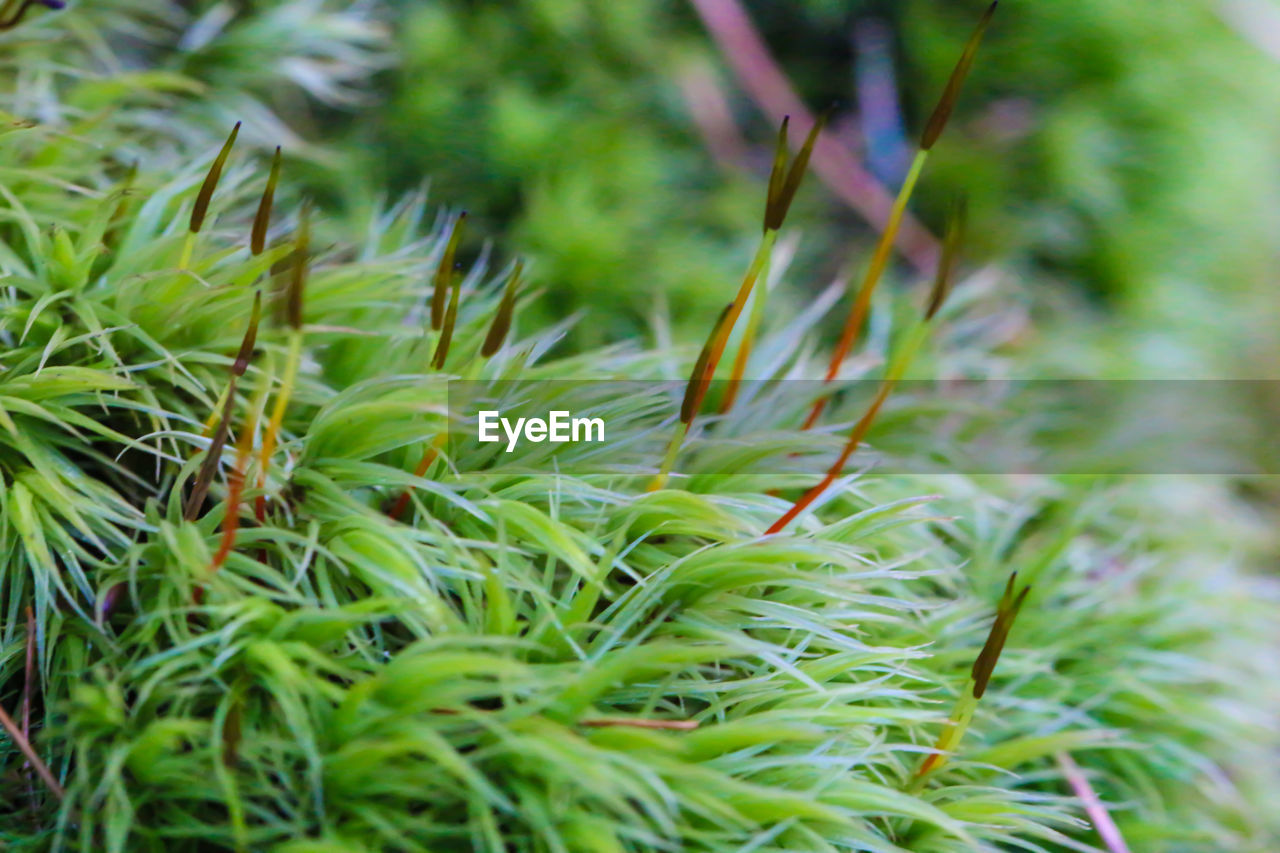 Close-up of green leaves