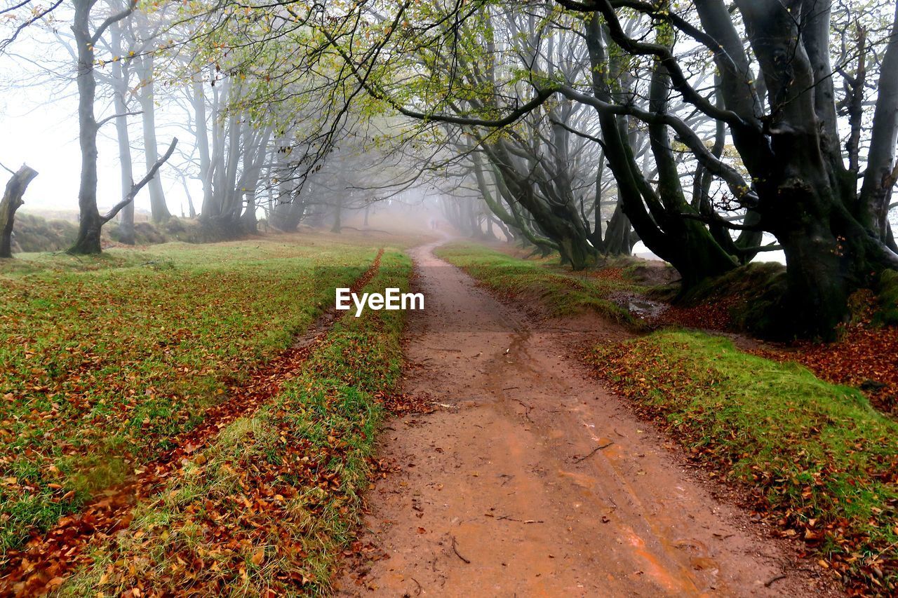 Dirt road amidst trees on field