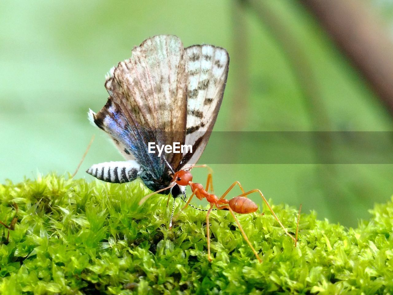 Macro shot of butterfly and insect fighting on plant