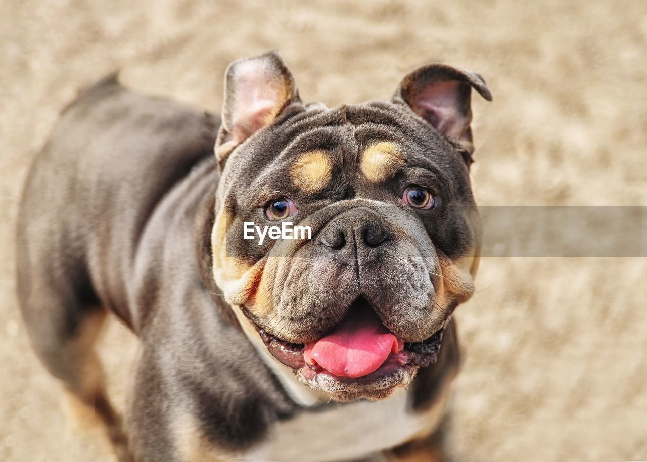 HIGH ANGLE PORTRAIT OF A DOG IN MOUTH