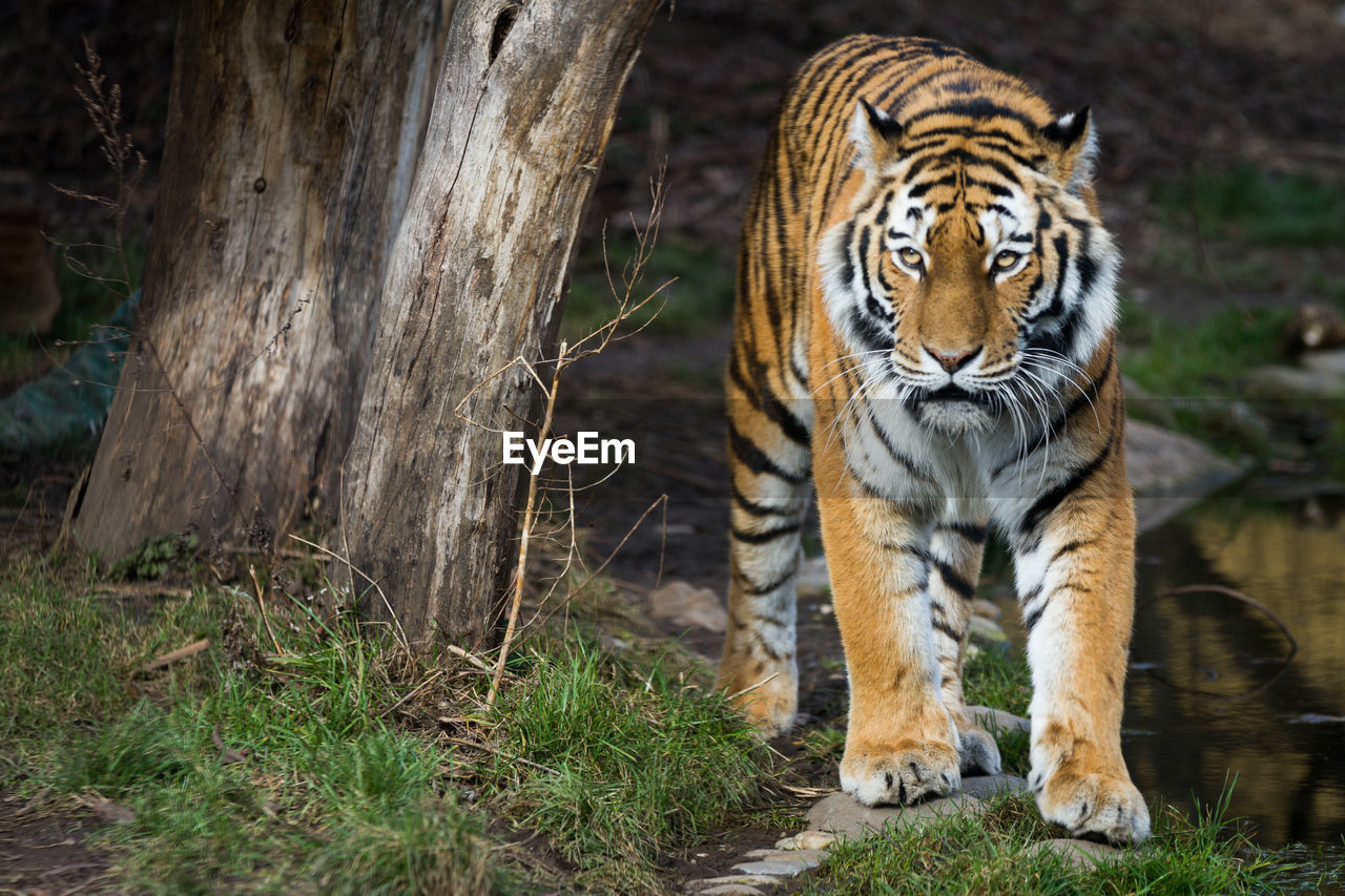 View of a tiger walking