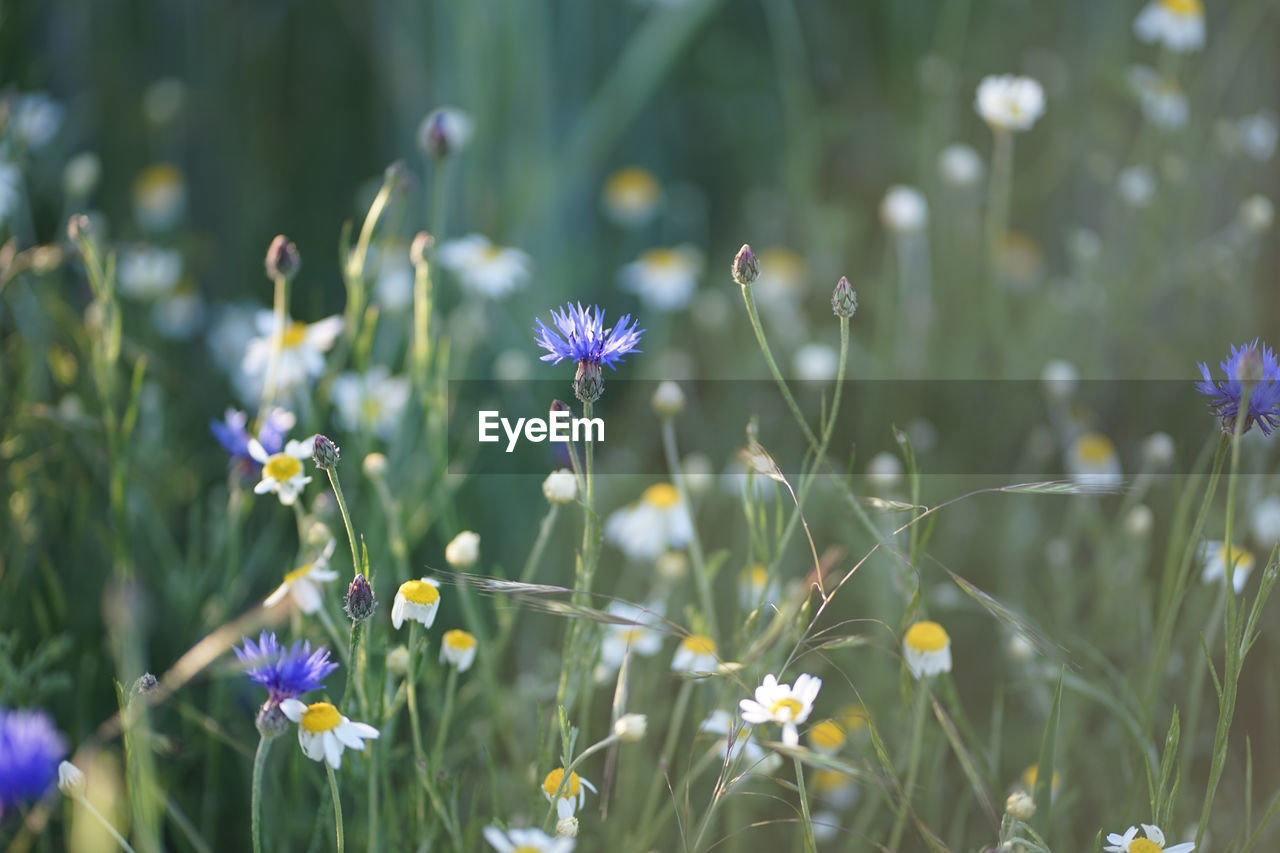 Wild field meadow with purple blue cornflowers and aromatic scented white camomile	