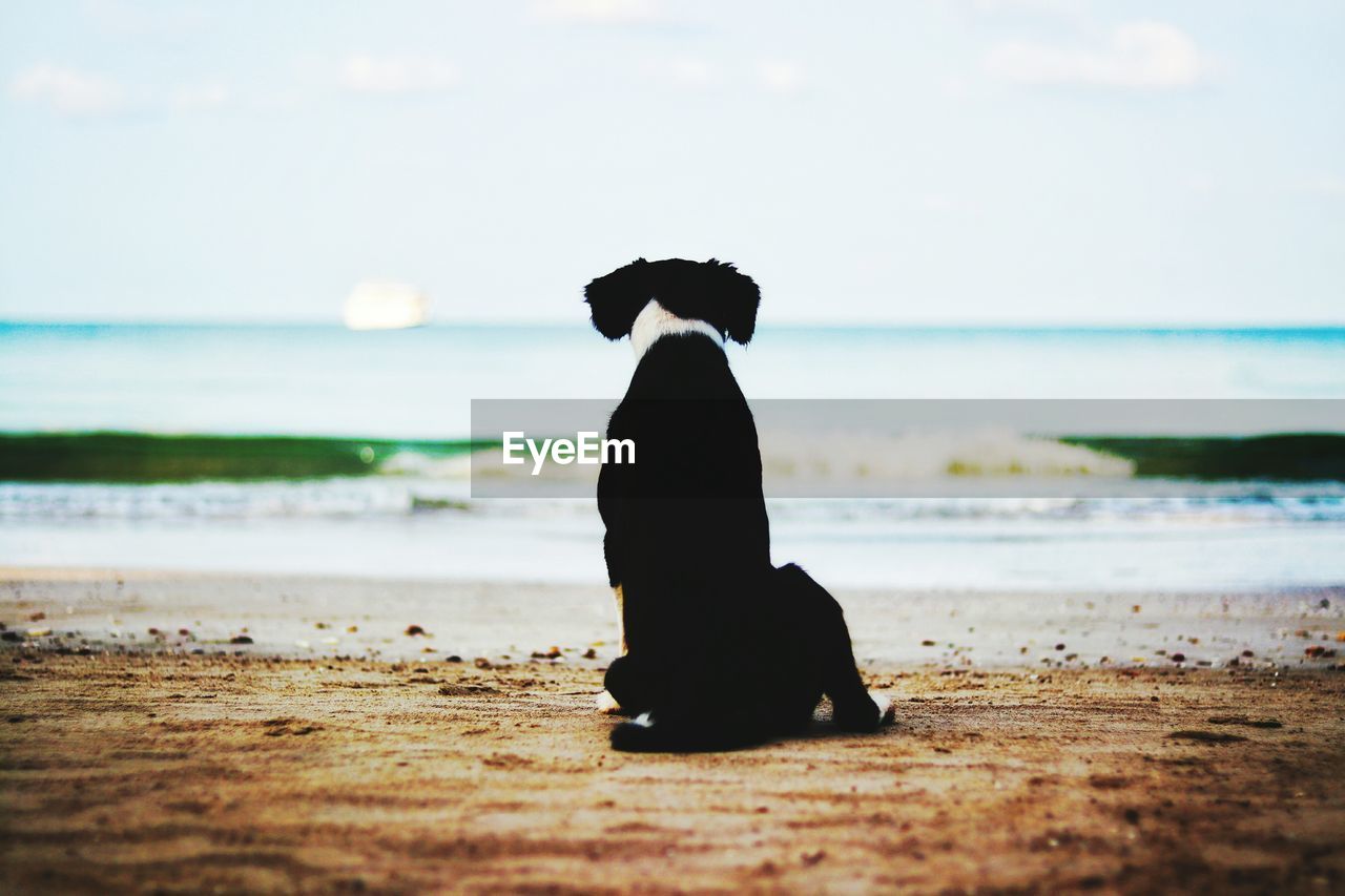 Dog sitting on shore at beach