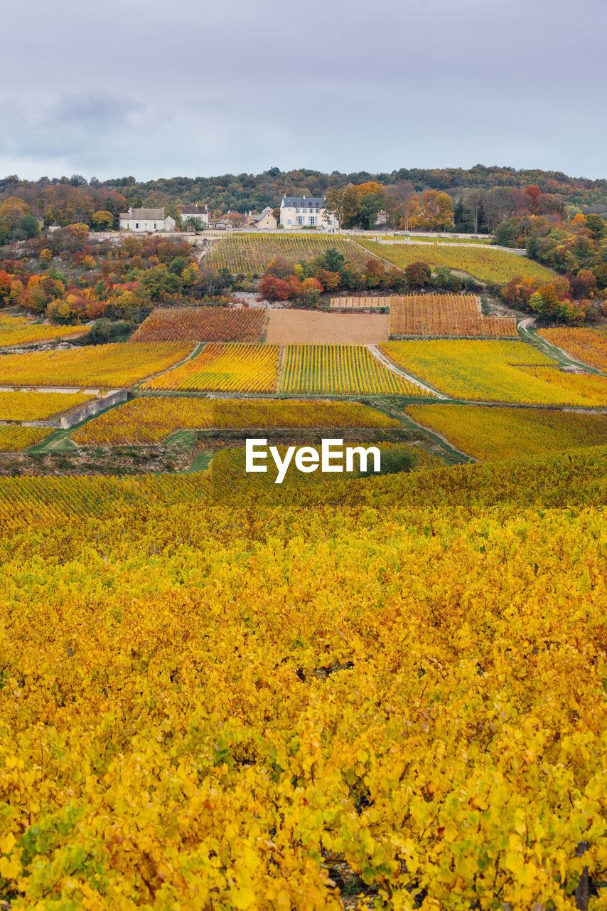 Scenic view of saint-romain and vineyards during autumn against sky. 