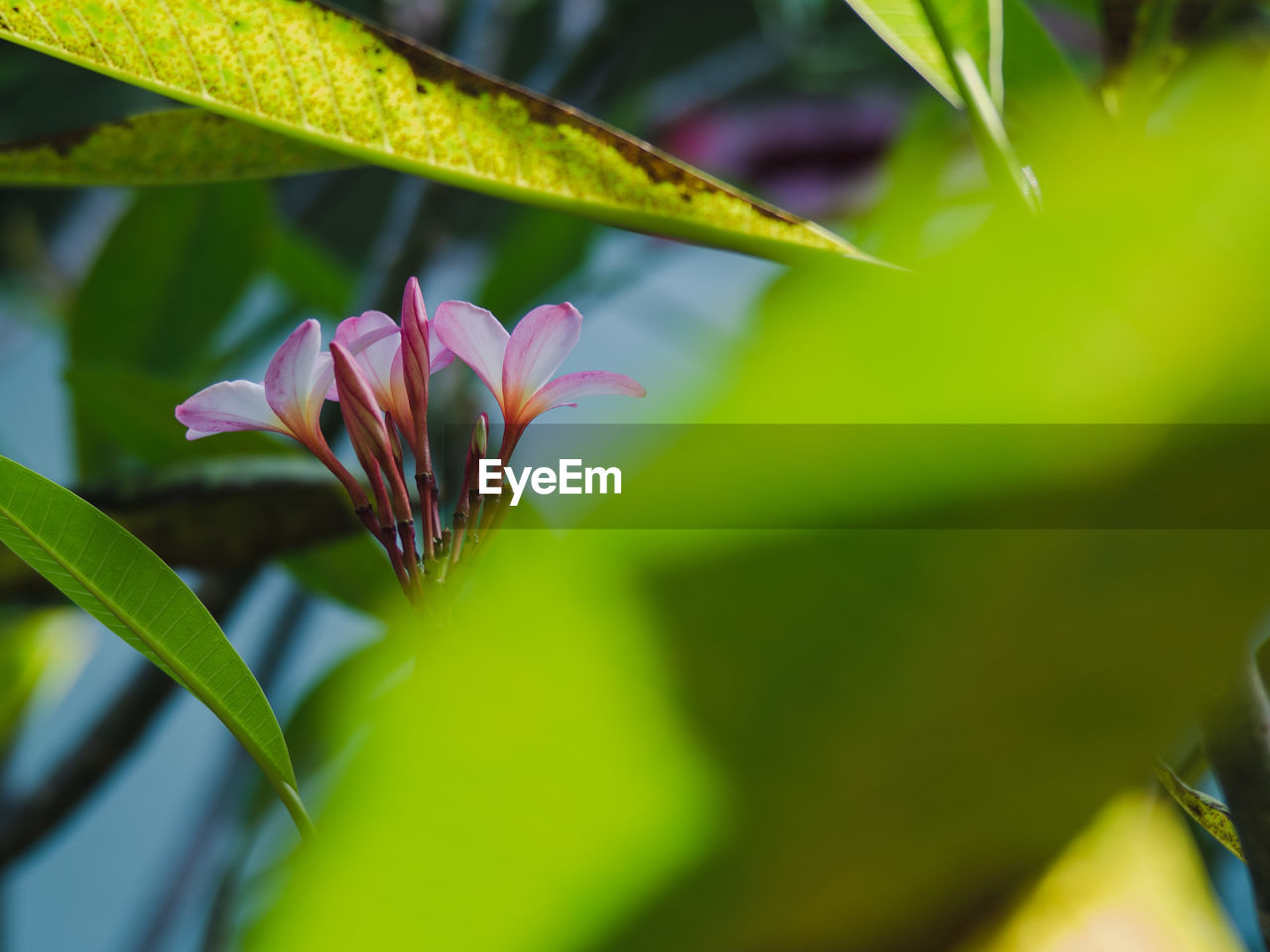 Close-up of red flowering plant