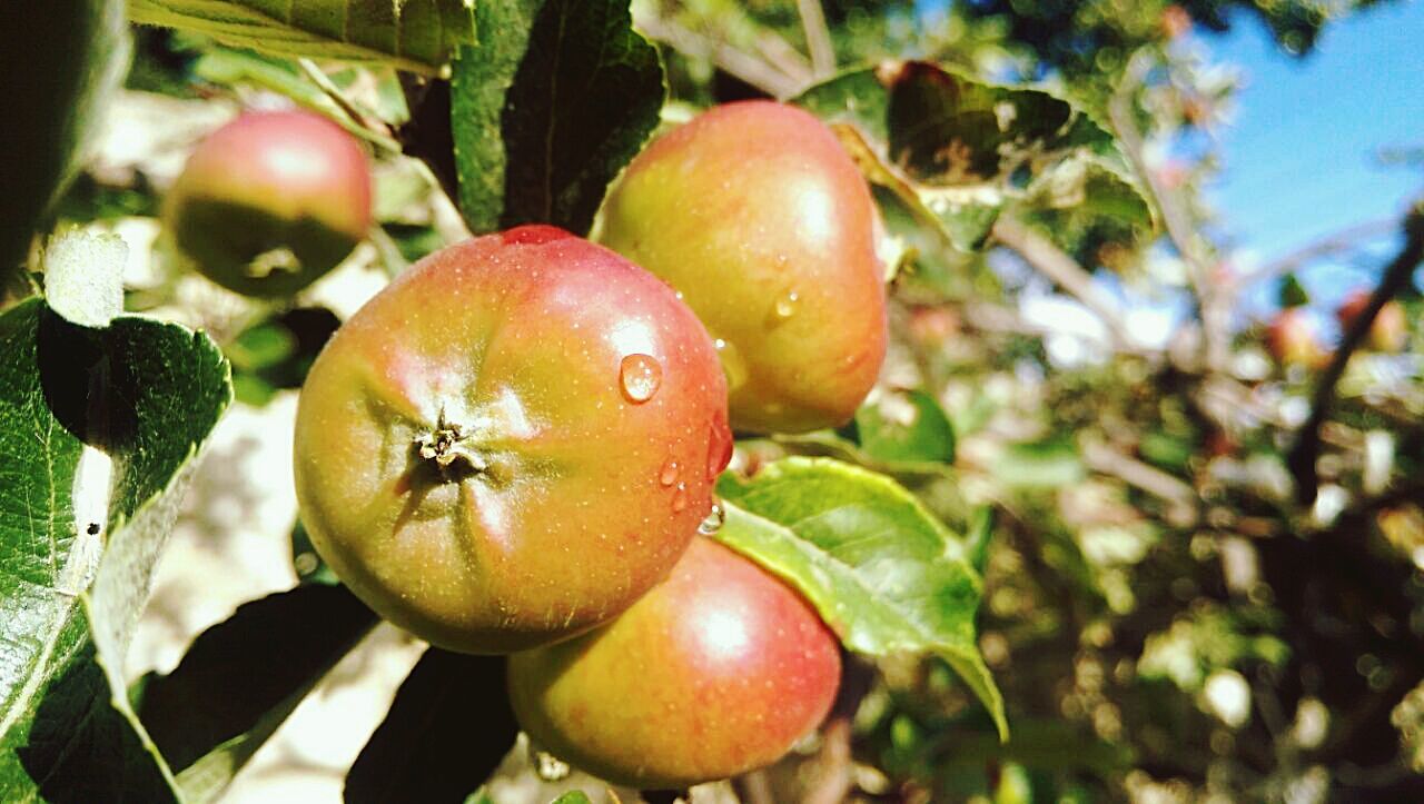 CLOSE-UP OF RED LEAVES ON TREE