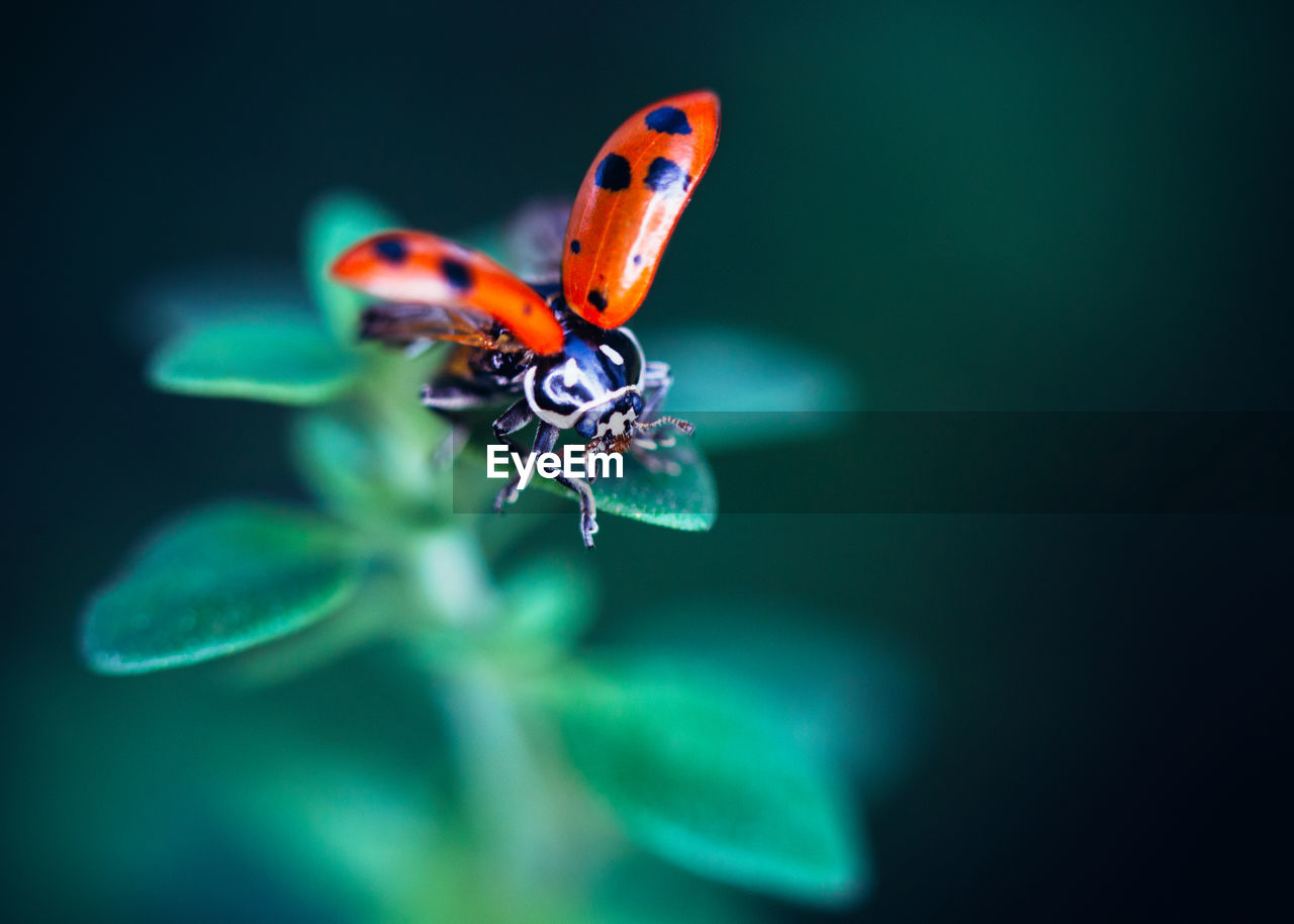 Close-up of ladybug on plant