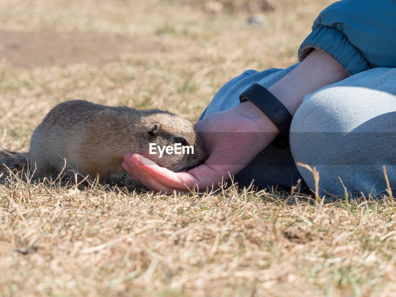 animal, animal themes, mammal, one animal, animal wildlife, wildlife, one person, nature, grass, adult, day, outdoors, selective focus, plant, side view, eating, lying down, land